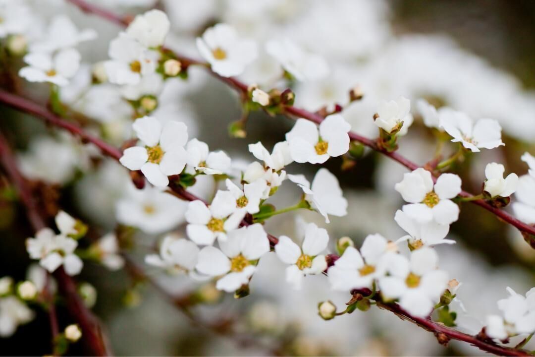 #38. Thunberg's meadowsweet